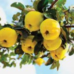 Chaenomeles_japonica_sadez_b