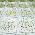 Application, Filter papers, Seed Testing and Germination Capacity Test Paper