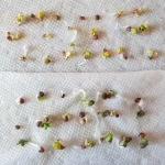 seed-germination-test-viability-paper-towel-method-feature-1536×1121